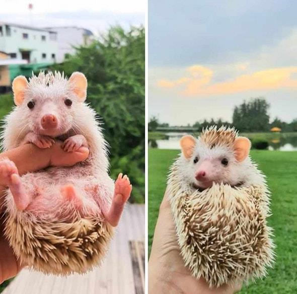 เลี้ยงเม่น