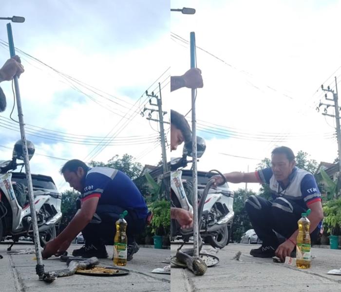 งูเห่ากินงูเหลือม