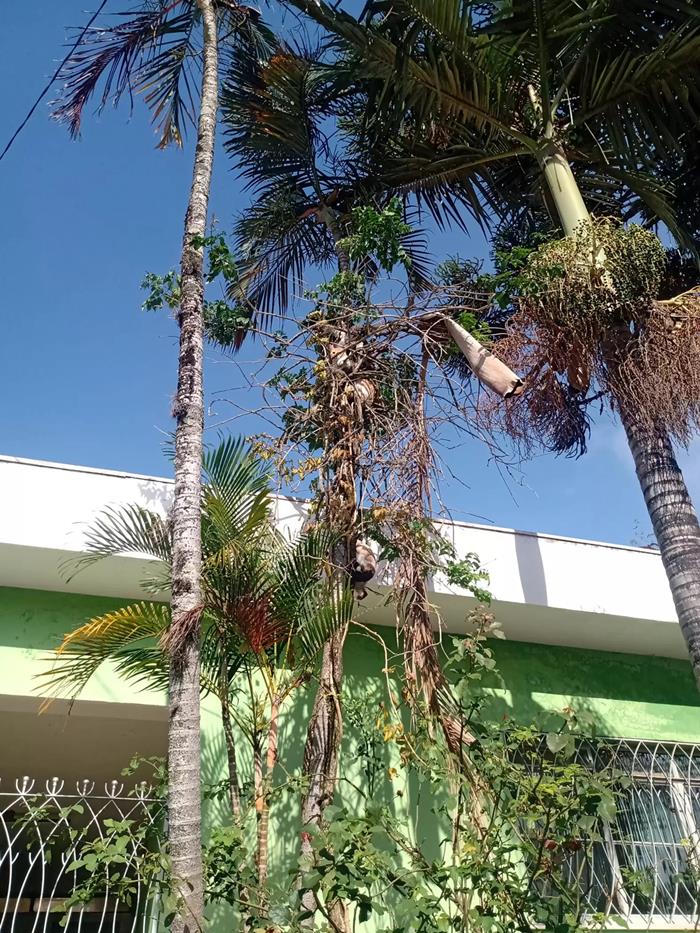 แมวบนต้นไม้