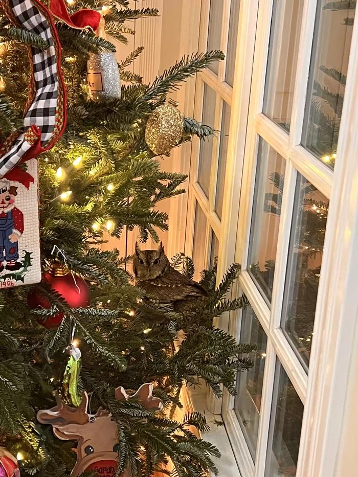 นกฮูกแอบในต้นคริสต์มาส 