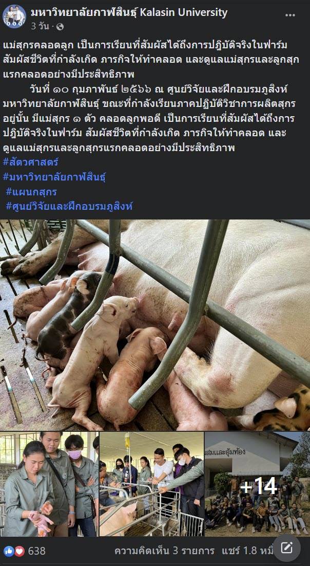 ไวรัลน้องหมูโดนฉีดยา ไม่ได้ตาย