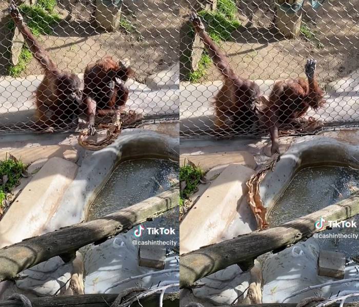 อุรังอุตังเก็บขวดนม