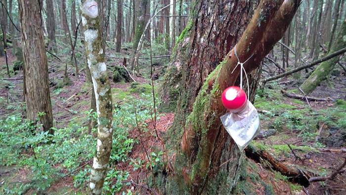 คนเอาจิ๊มิปลอม แขวนทั่วป่าฆ่าตัวตายที่ญี่ปุ่น