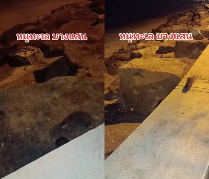 หนูบางแสนกัด