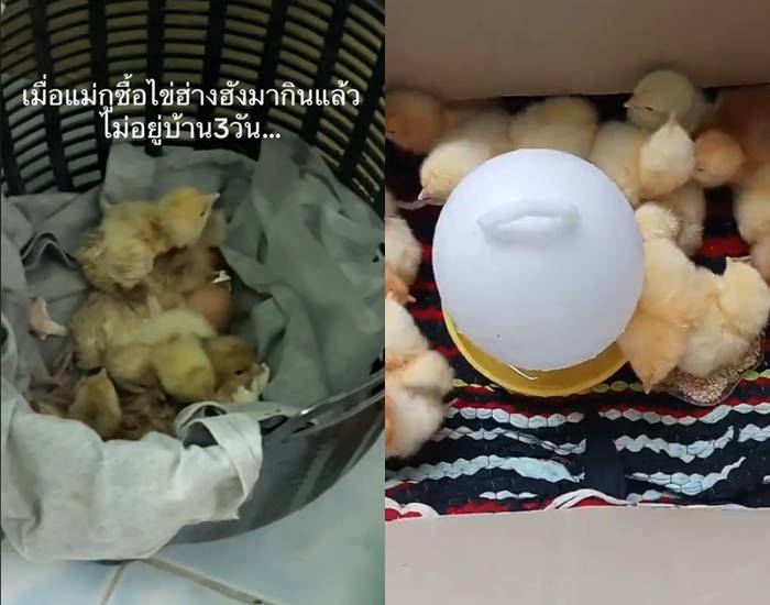 ซื้อไข่กลายเป็นไก่