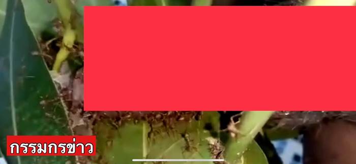 เล่นพิเรนทร์ หนุ่มเอาอวัยวะเพศ แหย่รังมดแดง