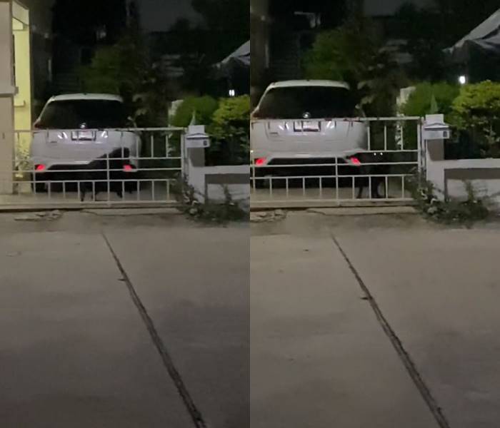 เงาดำปริศนา คือ หมาเกาะรั้ว