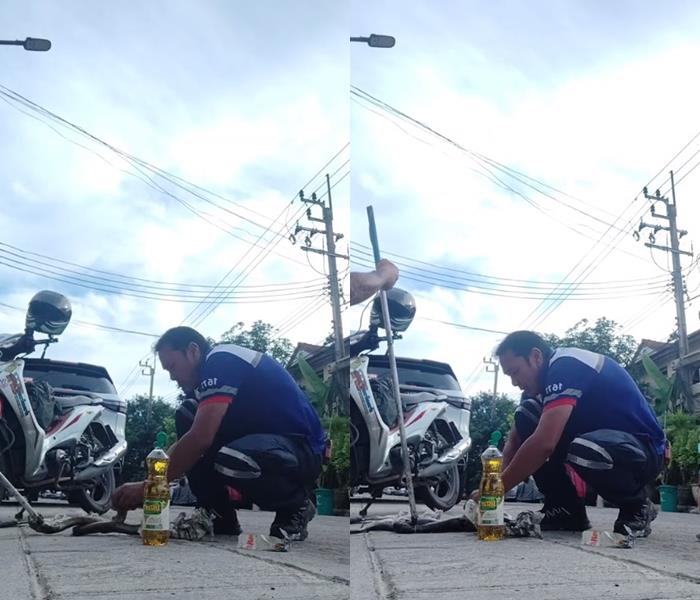 งูเห่ากินงูเหลือม