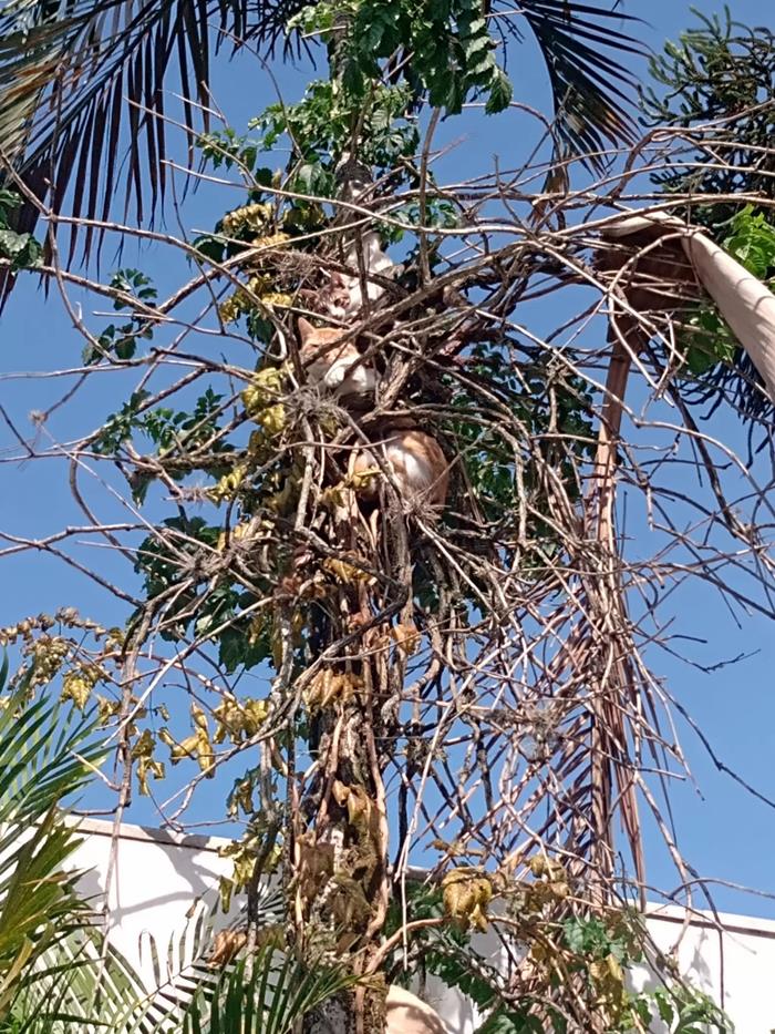 แมวบนต้นไม้