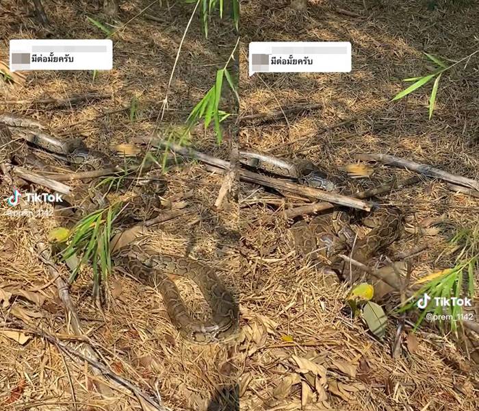 งูเหลือม รวมตัวในป่า