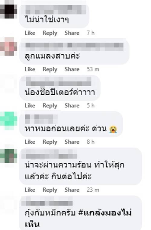 แมลงสาบในยำวุ้นเส้น