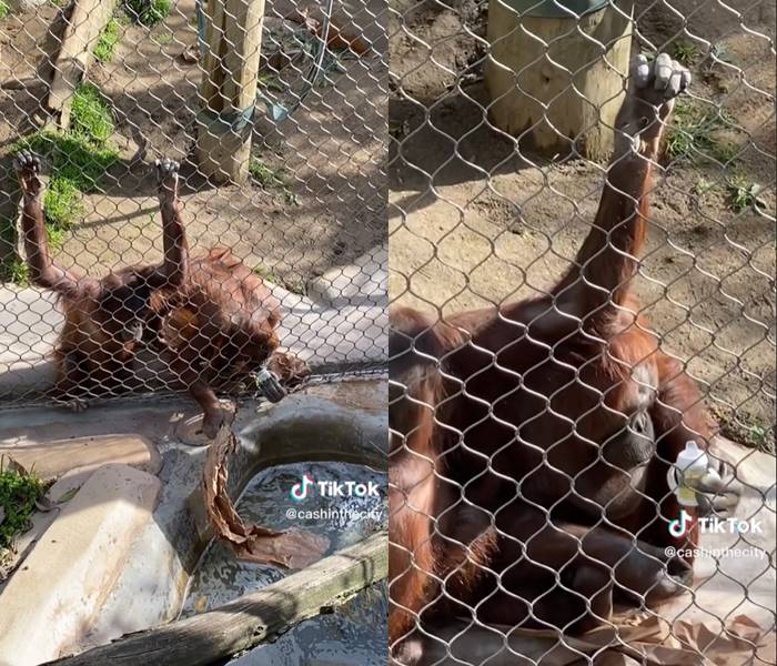 อุรังอุตังเก็บขวดนม