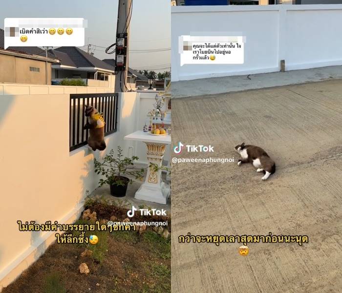 เคล็ดลับ แมวหนีออกจากบ้าน