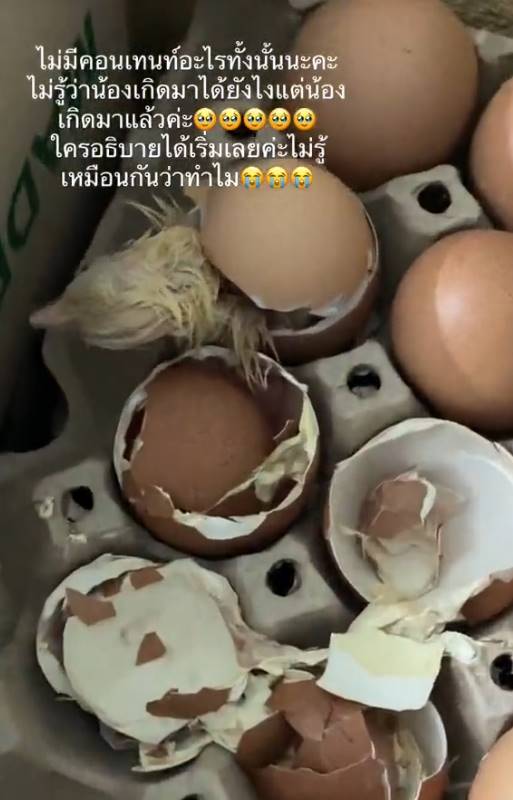 ซื้อไข่กลายเป็นไก่