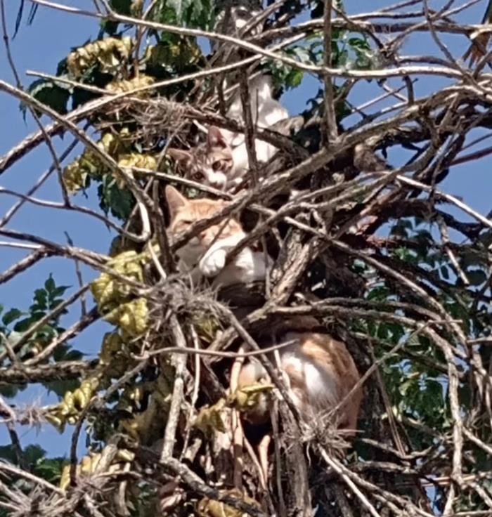 แมวบนต้นไม้