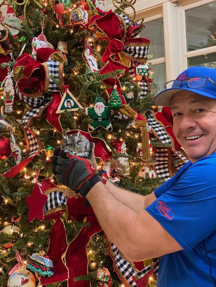 นกฮูกแอบในต้นคริสต์มาส 