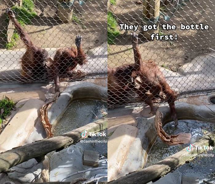 อุรังอุตังเก็บขวดนม