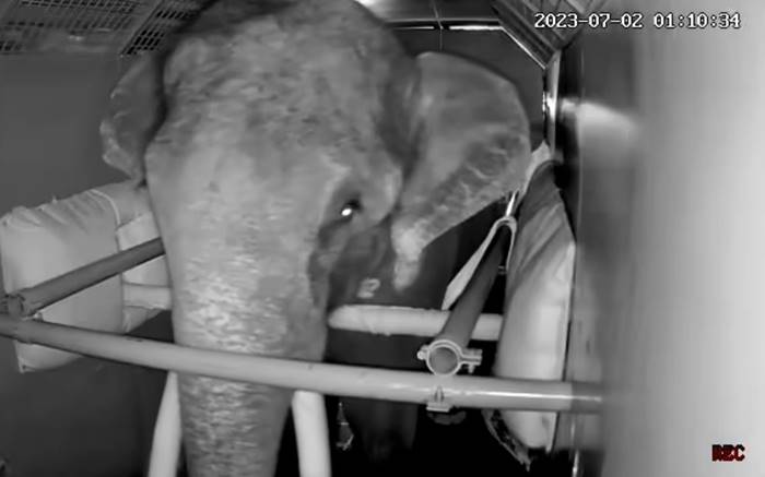 พลายศักดิ์สุรินทร์ กลับไทย