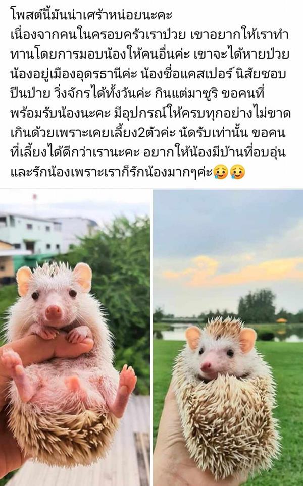 เลี้ยงเม่น