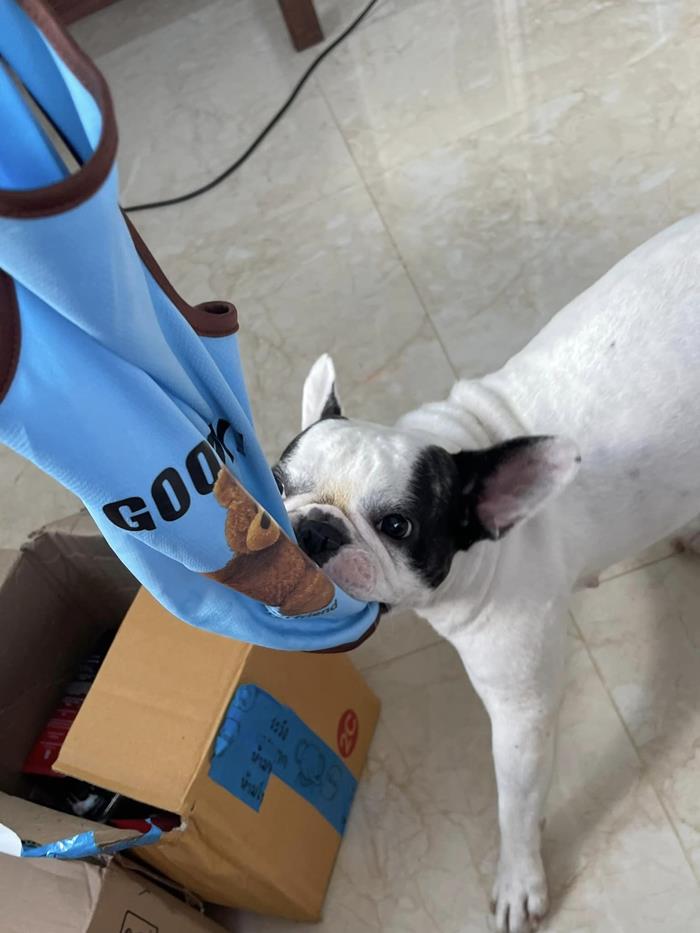 เสื้อหมา