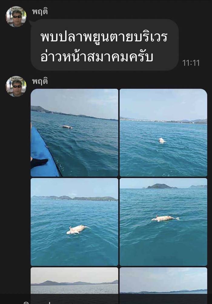 ลูกพะยูนดงตาลตาย