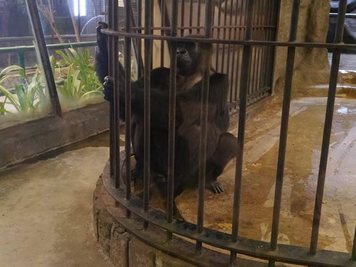 กอริลลาบัวน้อย