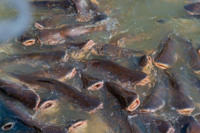 ปล่อยปลาดุกลงแม่น้ำ