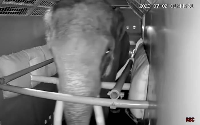 พลายศักดิ์สุรินทร์ กลับไทย