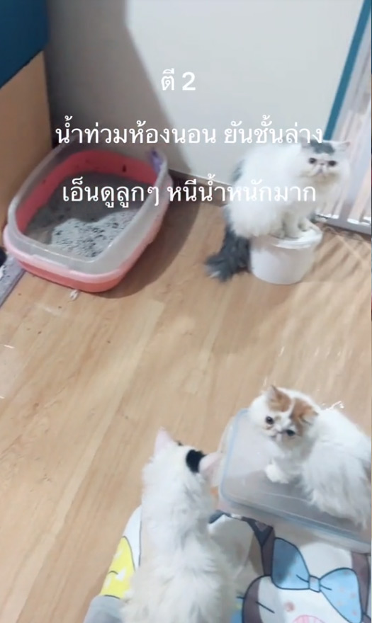 แมวปลุกเจ้าของ หลังทำน้ำท่วมห้อง 