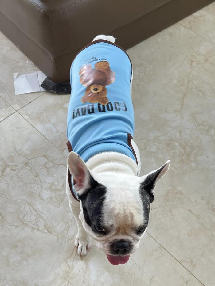 เสื้อหมา