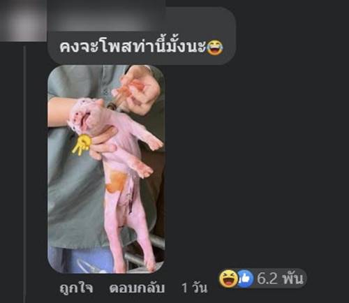 ไวรัลน้องหมูโดนฉีดยา ไม่ได้ตาย