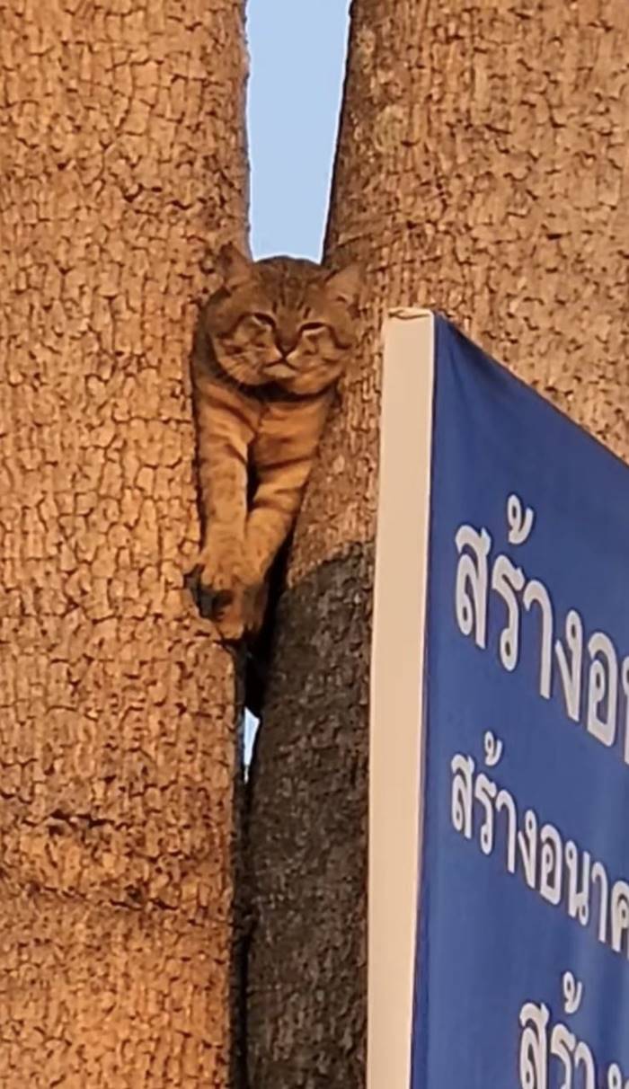 สาวช่วยแมวอ้วนติดต้นไม้