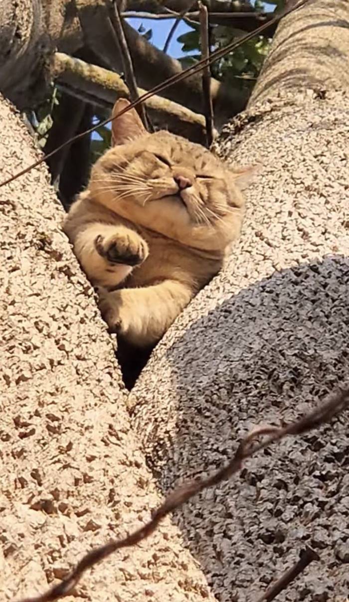 สาวช่วยแมวอ้วนติดต้นไม้