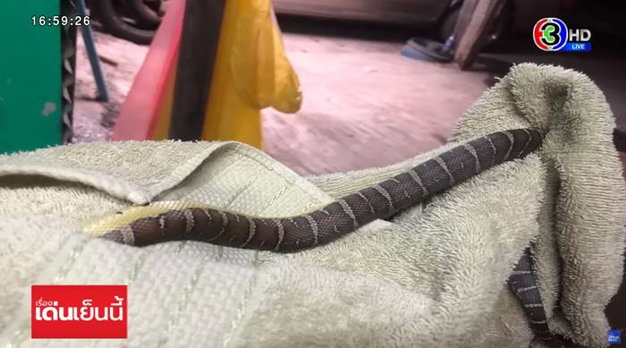 สาวหลับลูบหัวงูหมือนลูบหัวหมา