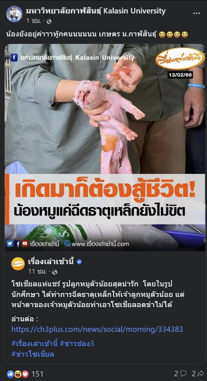 ไวรัลน้องหมูโดนฉีดยา ไม่ได้ตาย