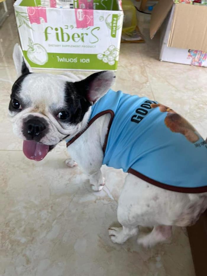 เสื้อหมา