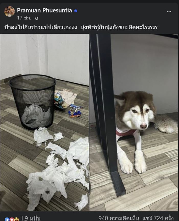 ไซบีเรียน โดนน้ำร้อนราด 