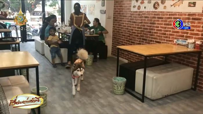 ไซบีเรียน โดนน้ำร้อนราด 