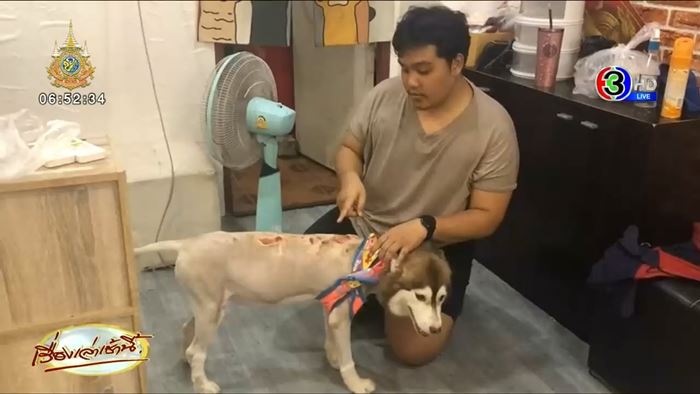 ไซบีเรียน โดนน้ำร้อนราด 