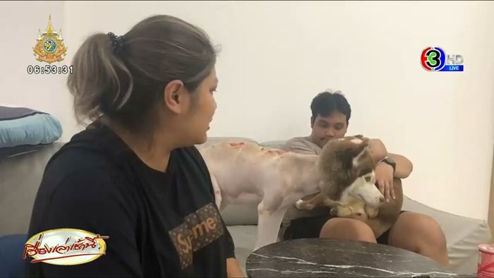 ไซบีเรียน โดนน้ำร้อนราด 