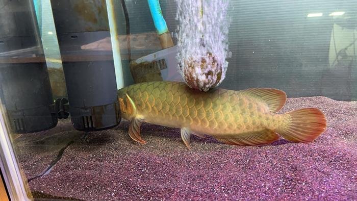 ปลามังกร ส่งสัญญาณก่อน แผ่นดินไหวญี่ปุ่น