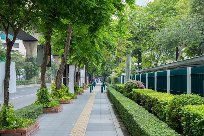 ต้นไม้ริมถนน ช่วยลดอุณหภูมิ