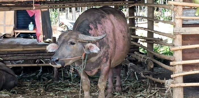  ควายเปลี่ยนสี