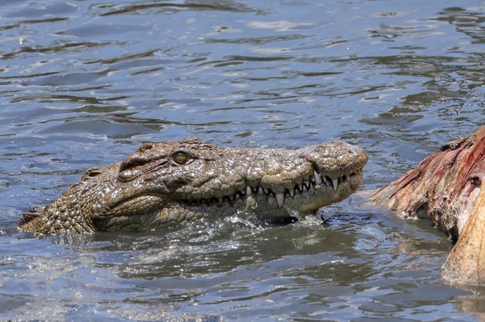 จระเข้กินคน