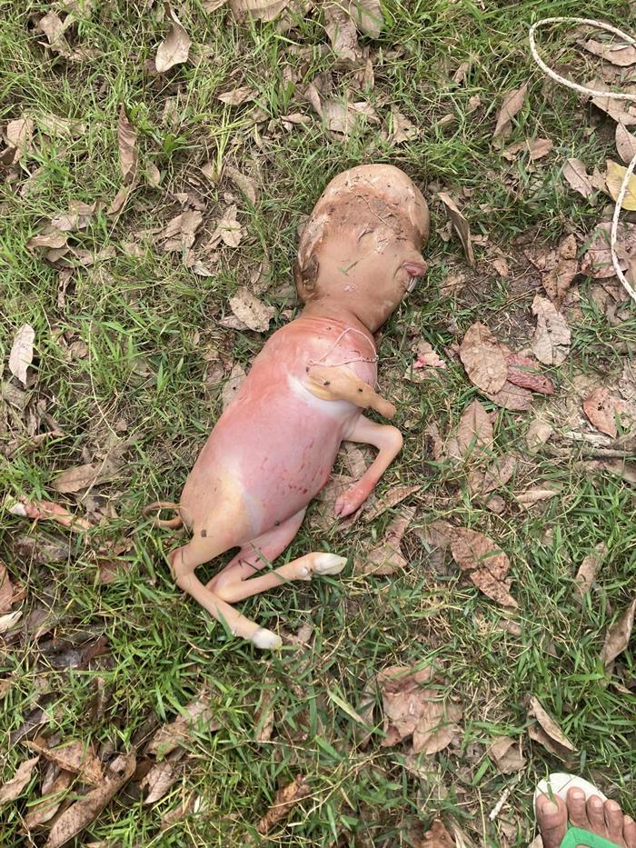 ลูกครึ่งวัวคน