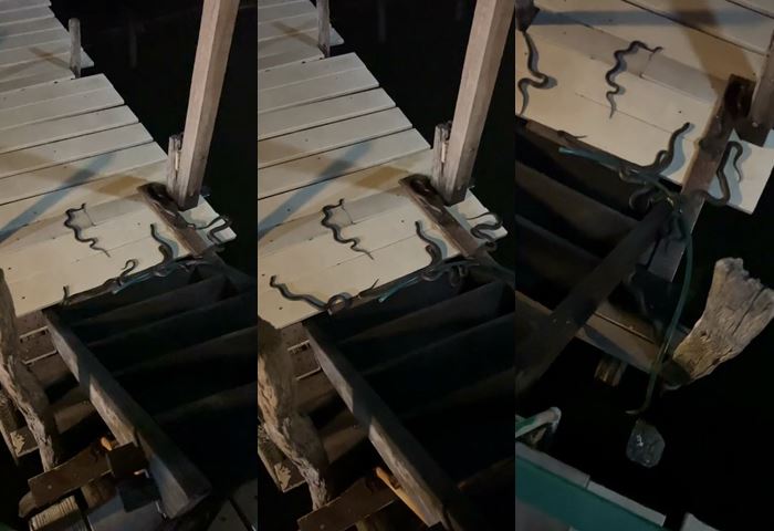 นอนโฮมสเตย์ริมน้ำ เจอกองทัพงู