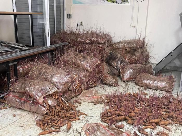 มันหวาน