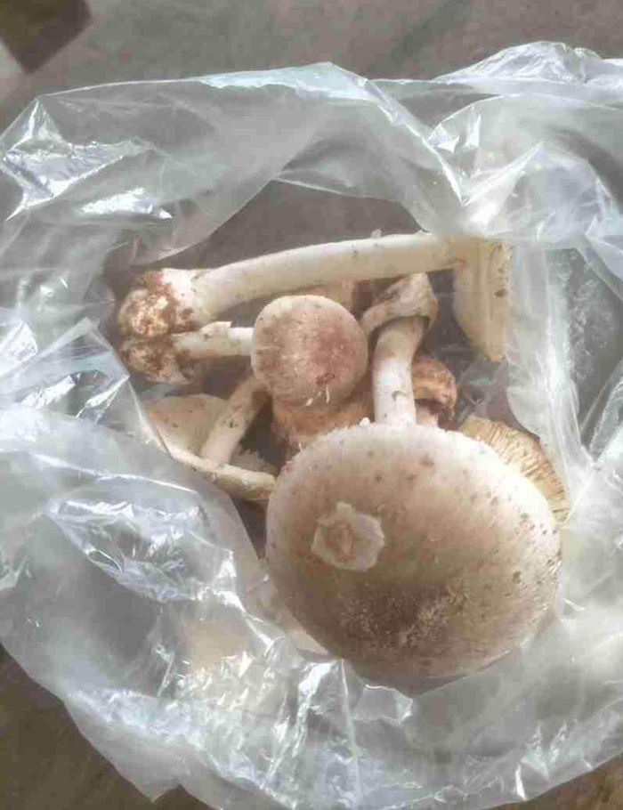 กินเห็ดพิษตาย