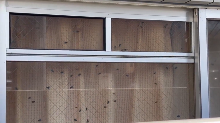 แมลงวัน