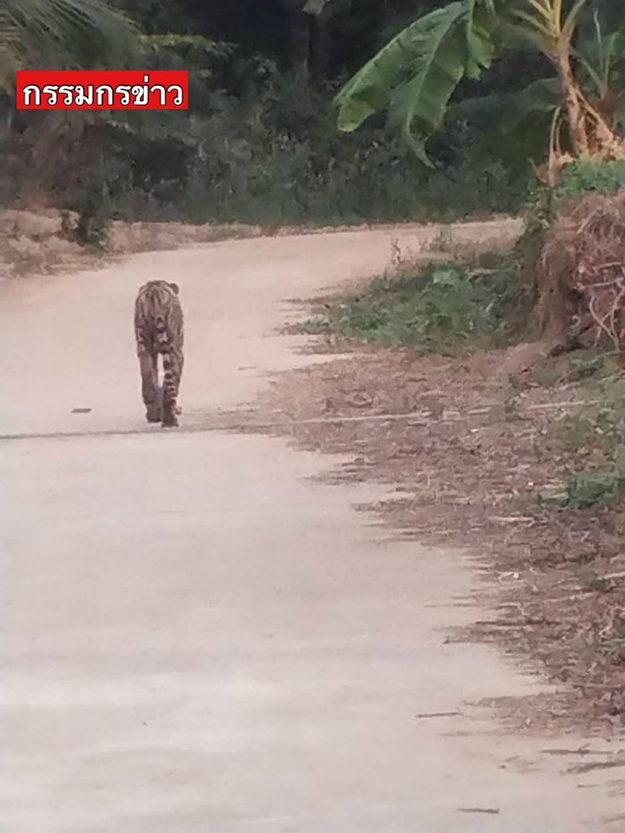 เสือโคร่งเดินในหมู่บ้าน